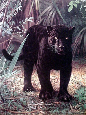 Black Jaguar by Charles Frace