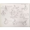 Disney Publication Model Sheet: The Walrus II