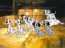 Hopeful Pups (Unsigned)