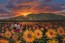 Sunflower Selfie by Walfrido Garcia