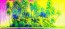 Hide and Seek Suite: Peacock by Tom Everhart