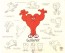Gossamer Model Sheet (Artist Proof)